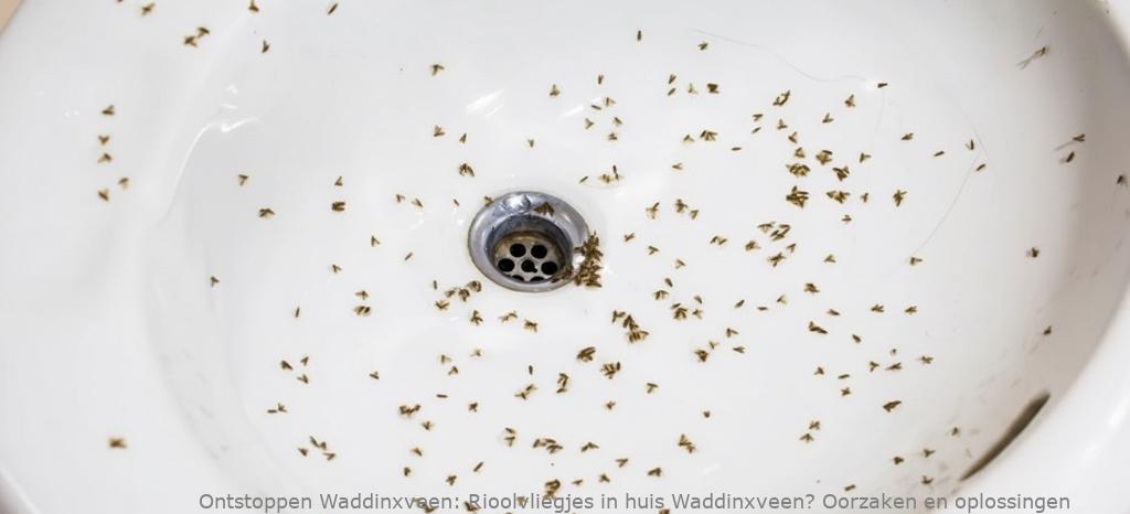 Rioolvliegjes in huis Waddinxveen? Oorzaken en oplossingen
